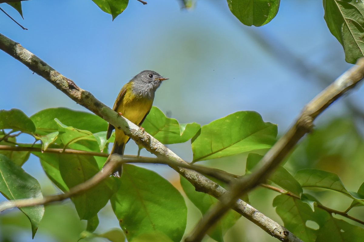 Gray-headed Canary-Flycatcher - Thitiphon Wongkalasin