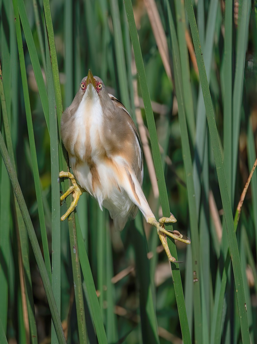 Stripe-backed Bittern - Raphael Kurz -  Aves do Sul