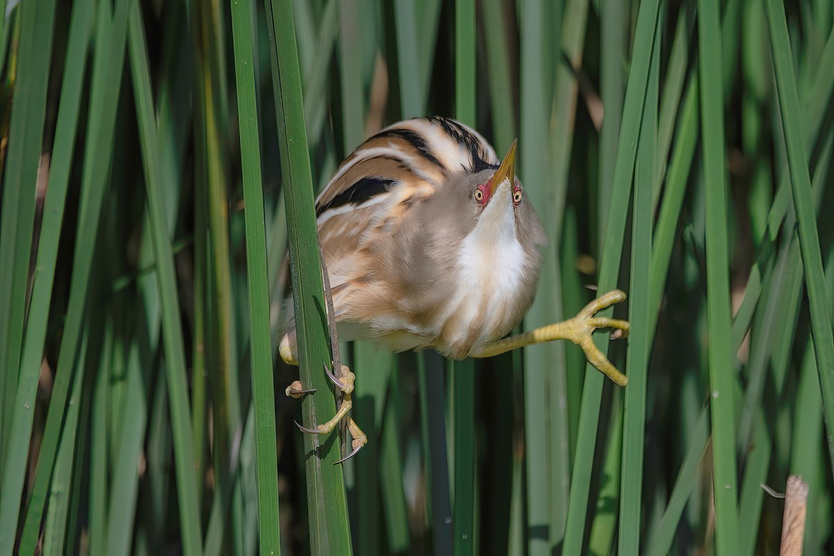 Stripe-backed Bittern - Raphael Kurz -  Aves do Sul