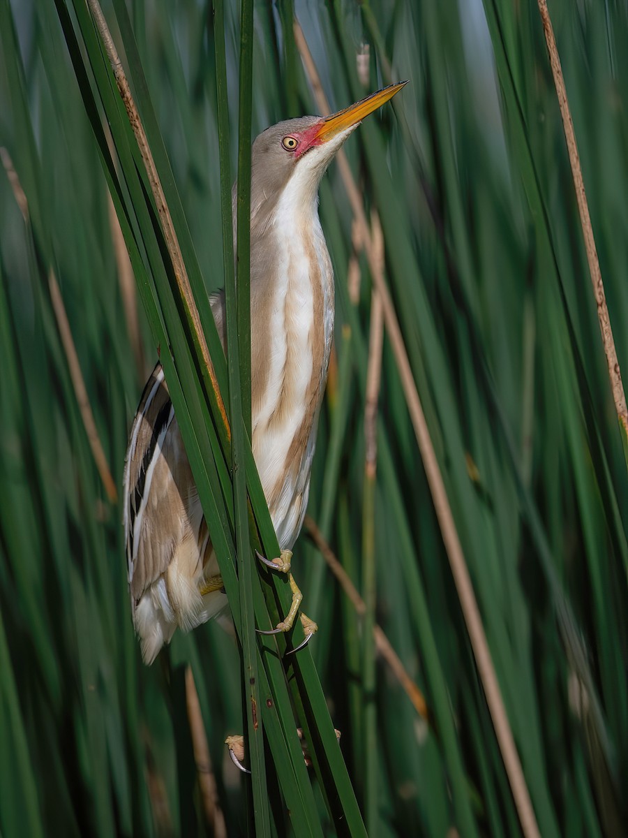 Stripe-backed Bittern - Raphael Kurz -  Aves do Sul