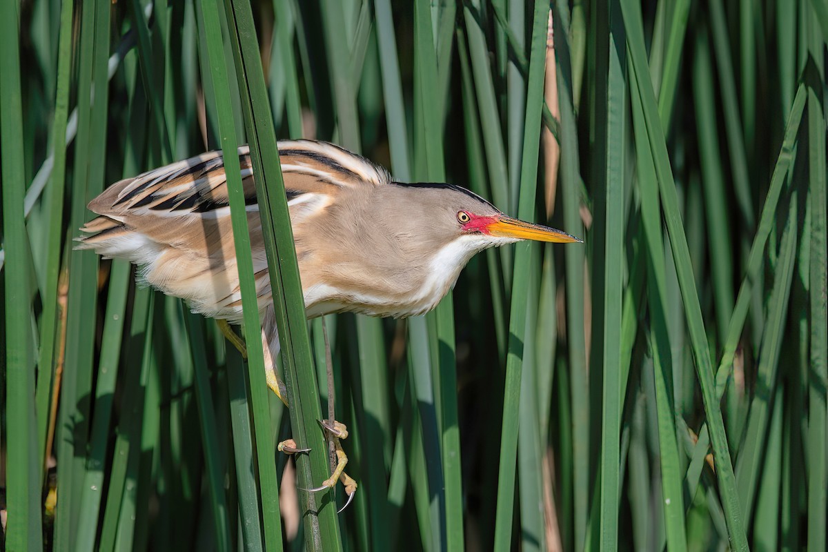 Stripe-backed Bittern - Raphael Kurz -  Aves do Sul