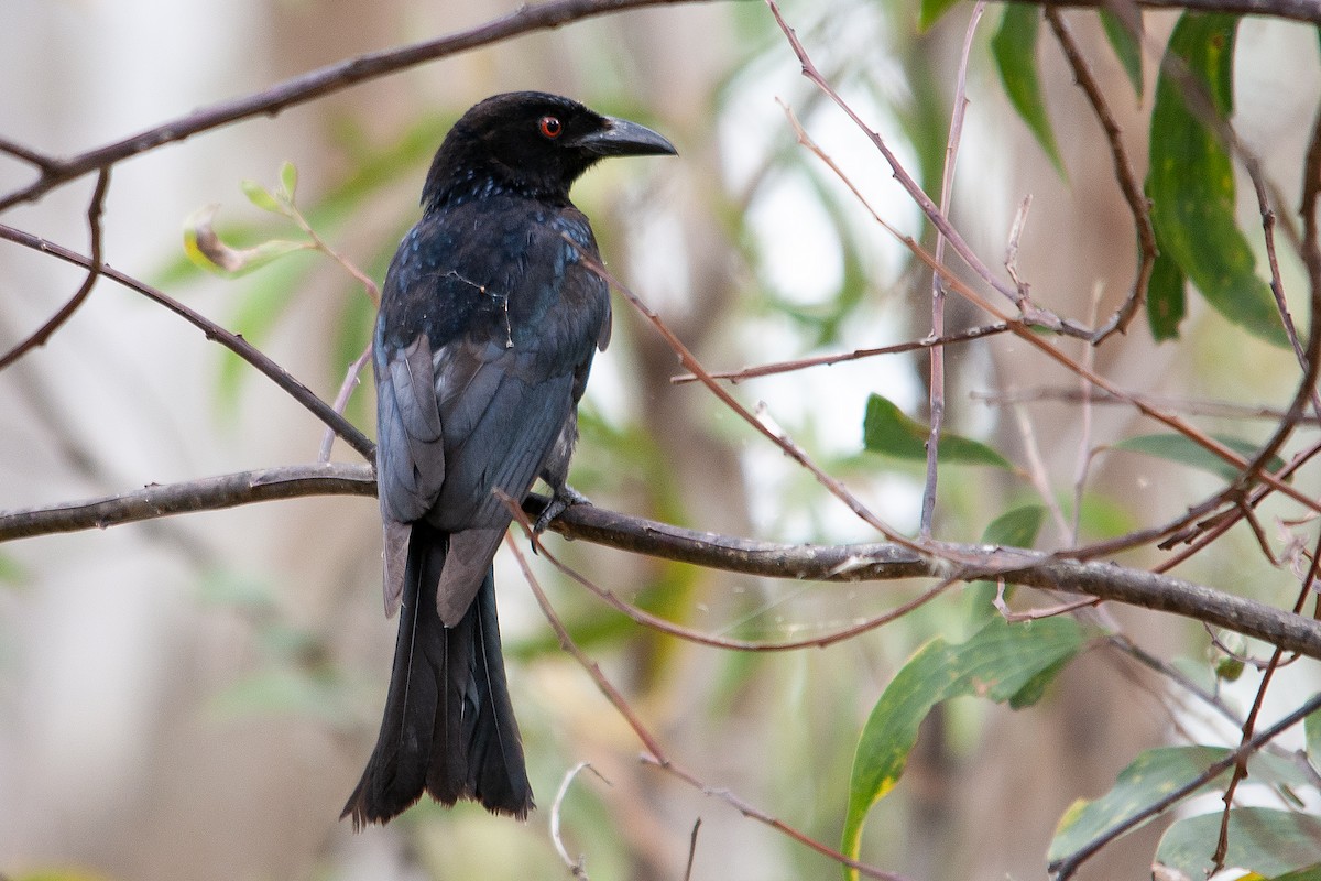 Spangled Drongo - Miguel Rouco