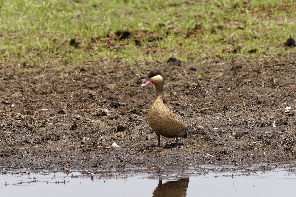 Red-billed Duck - ML611357079