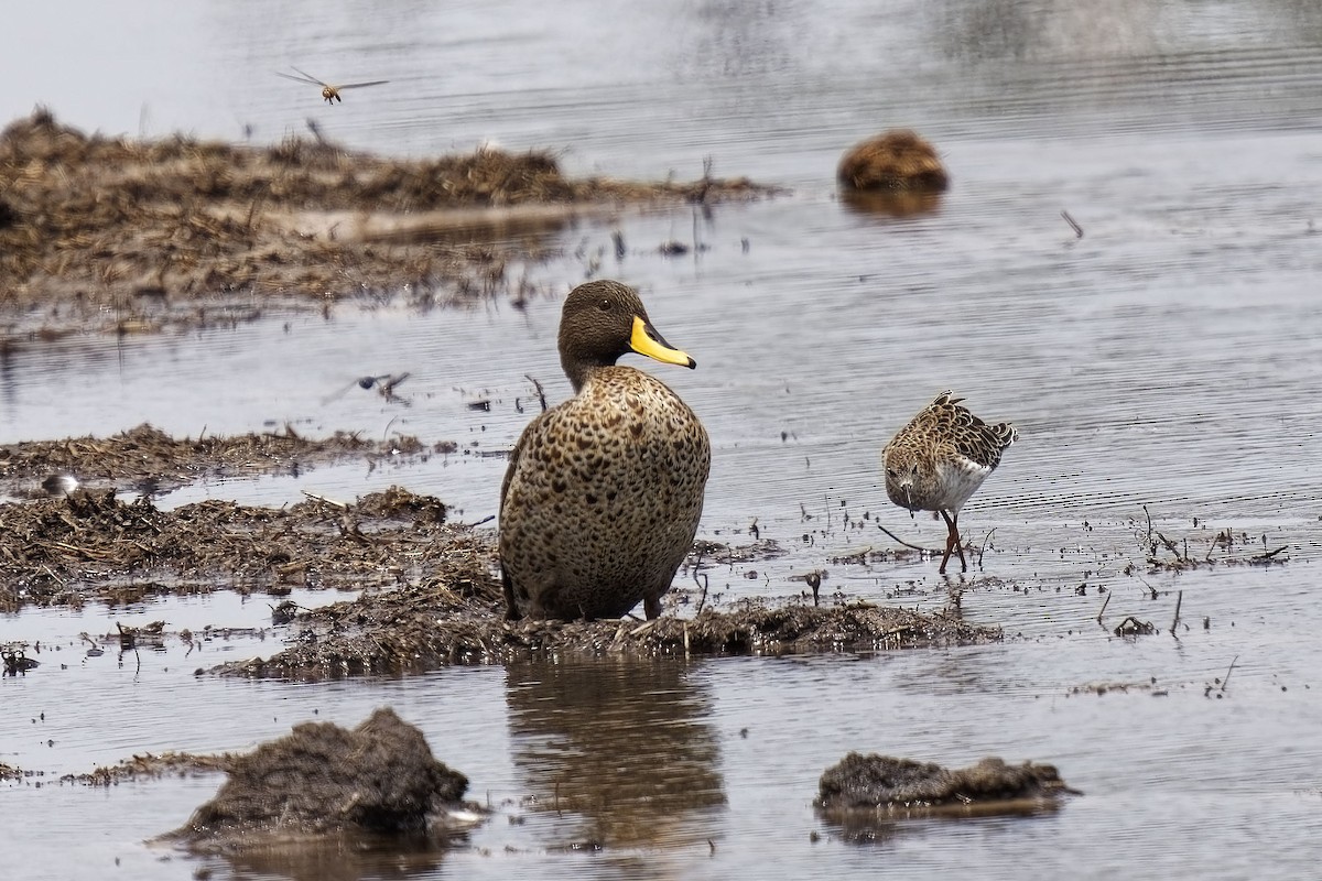 Canard à bec jaune - ML611357085