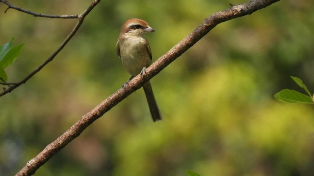 Pie-grièche brune - ML611357093