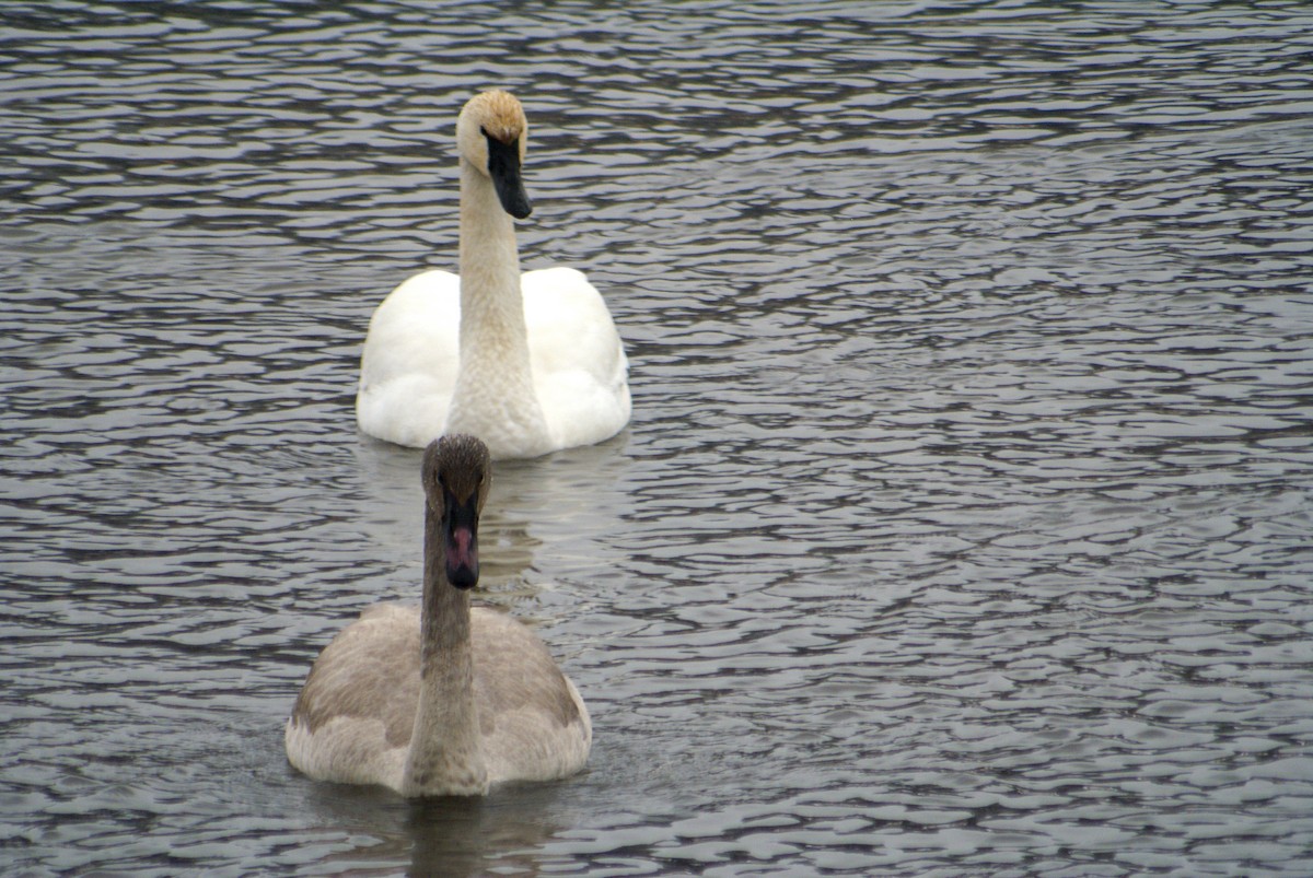 Trumpeter Swan - Gail Pfoh