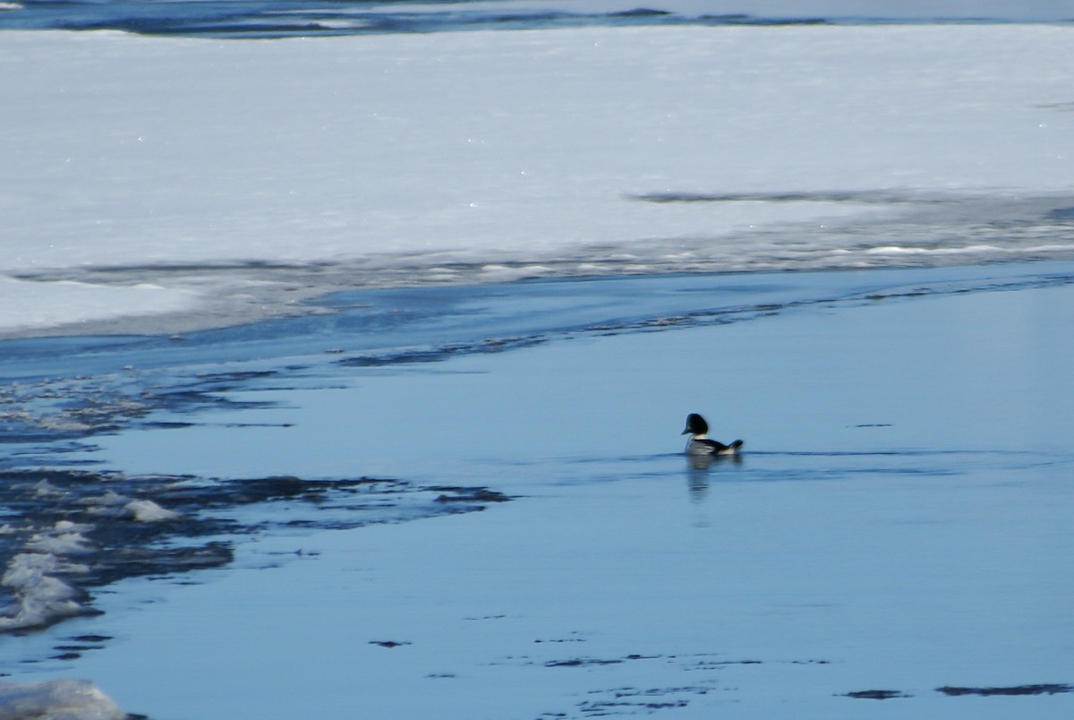 Common Goldeneye - ML611357276