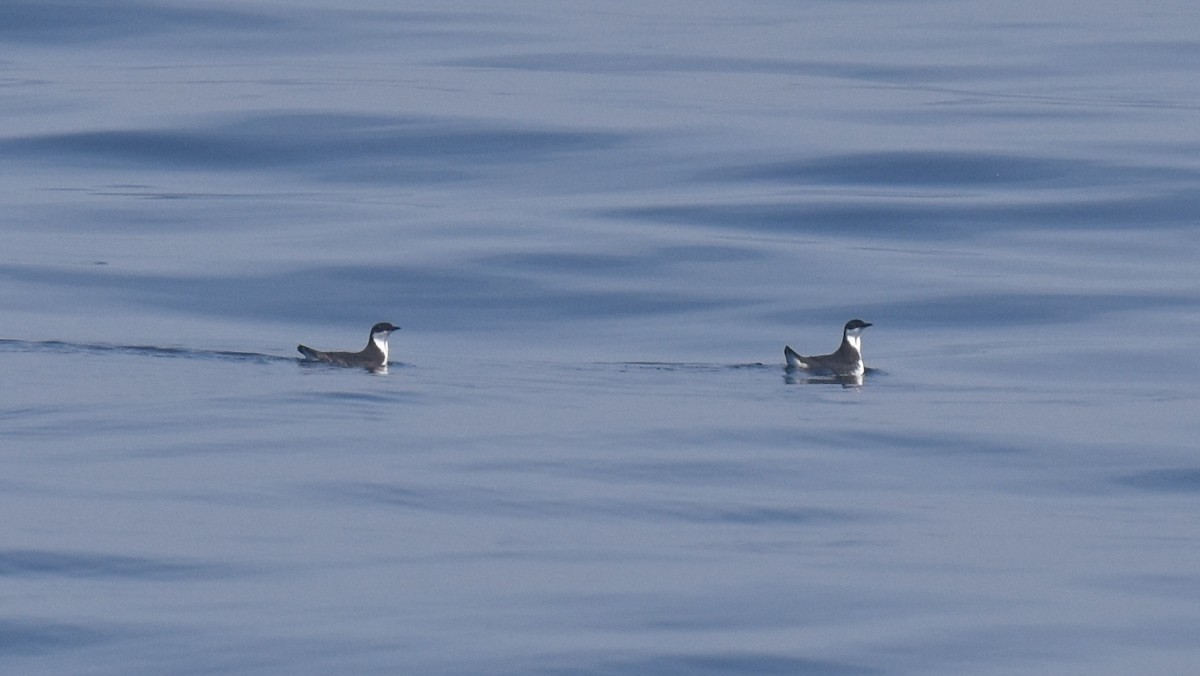 Craveri's Murrelet - ML611357310