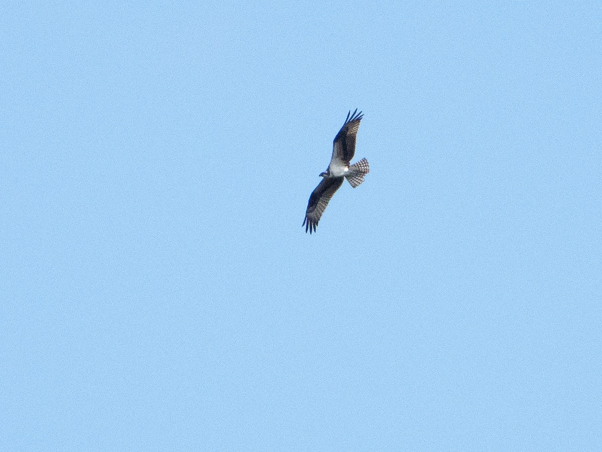 Osprey - Chris Fischer