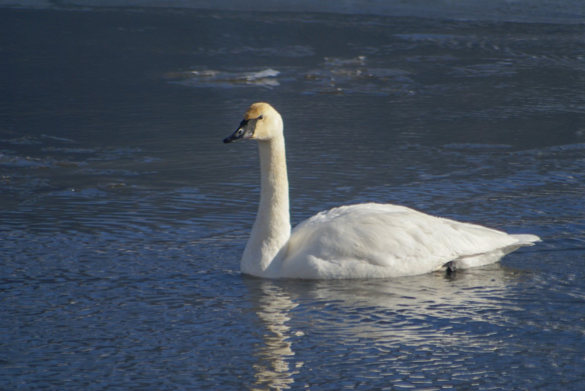 Trumpeter Swan - Gail Pfoh