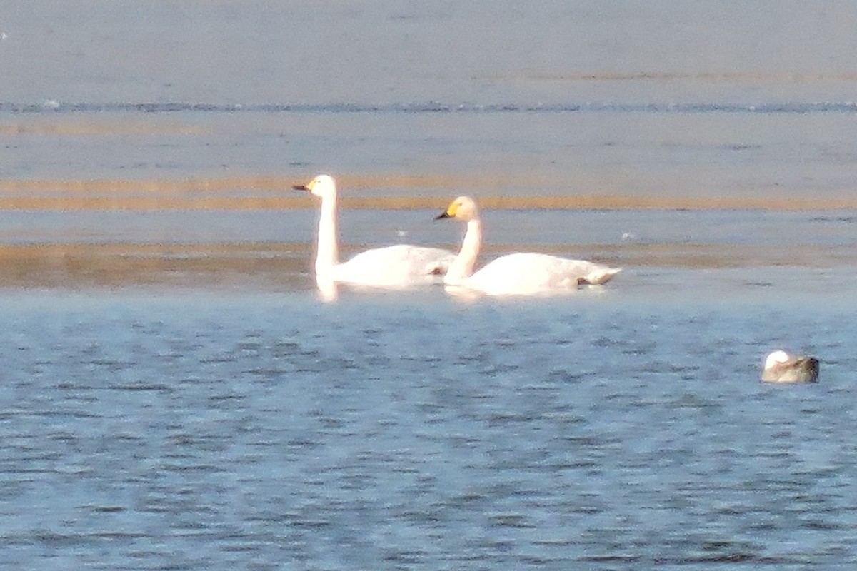 Tundra Swan - ML611357473