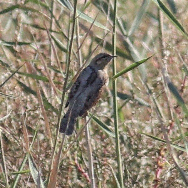 Eurasian Wryneck - ML611357531