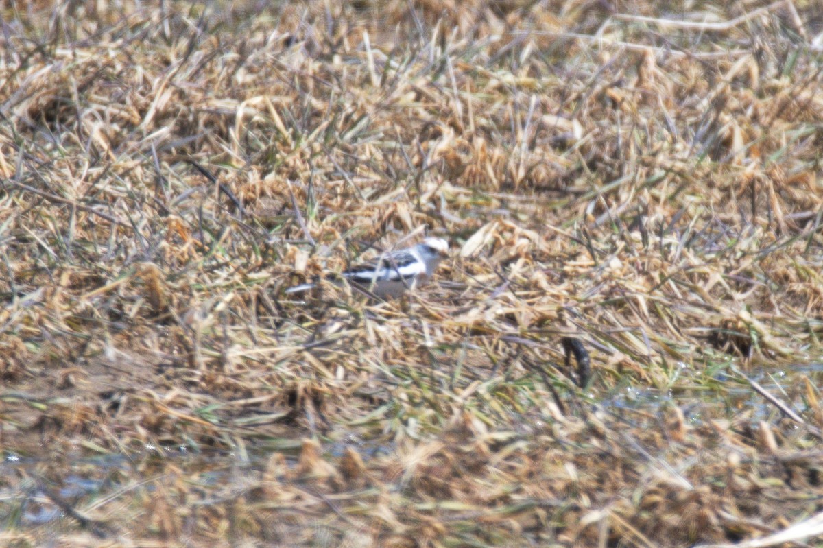 Snow Bunting - Leslie Correia