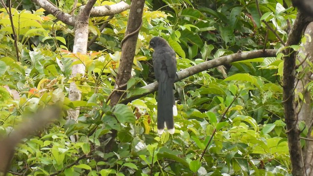 Blue-faced Malkoha - ML611357619