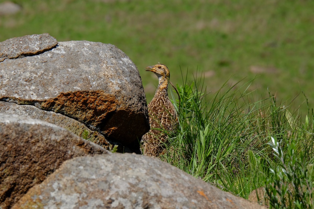 Red-winged Francolin - ML611357630