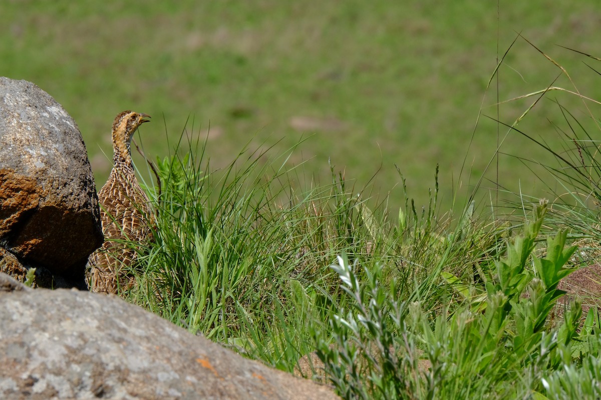 Red-winged Francolin - ML611357633