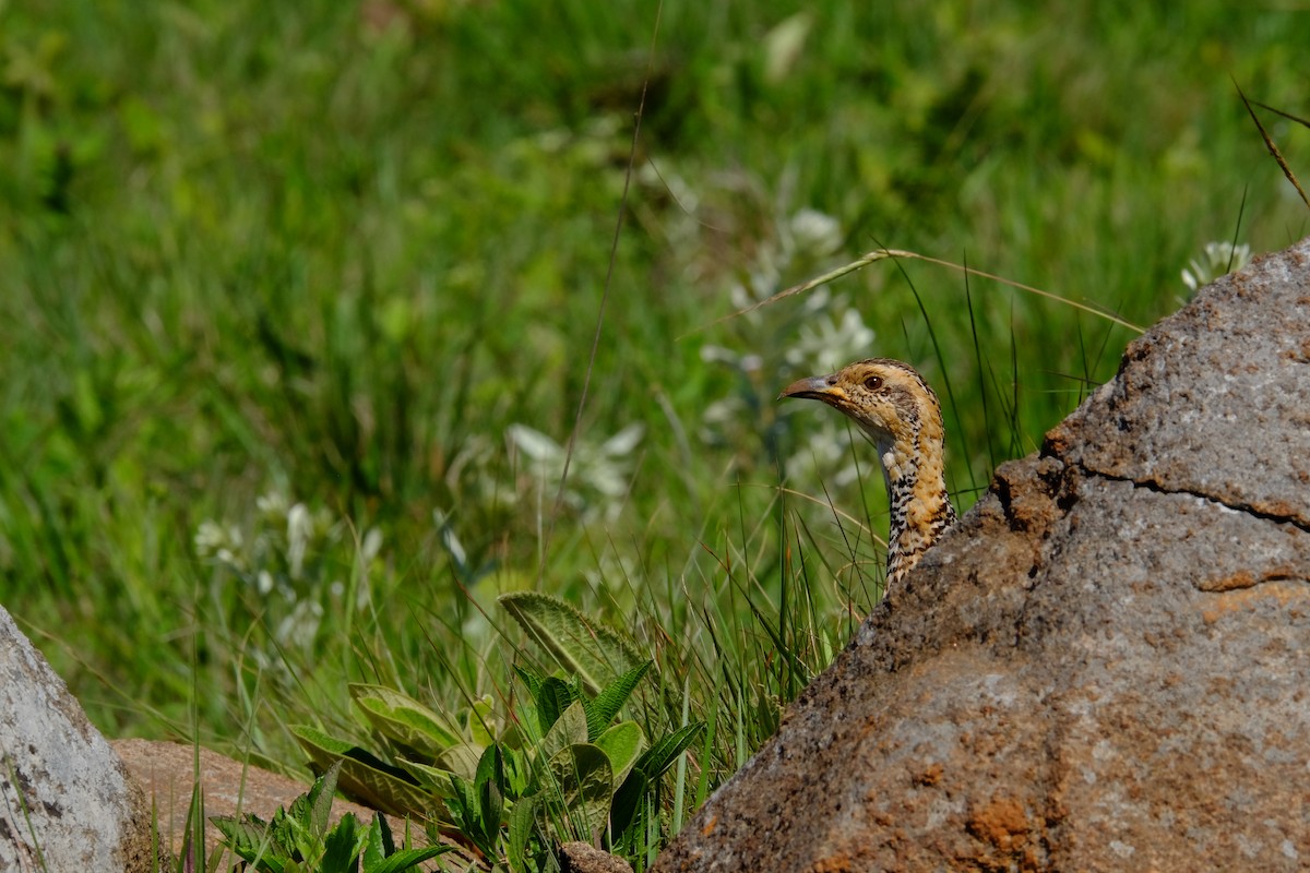 Red-winged Francolin - ML611357634