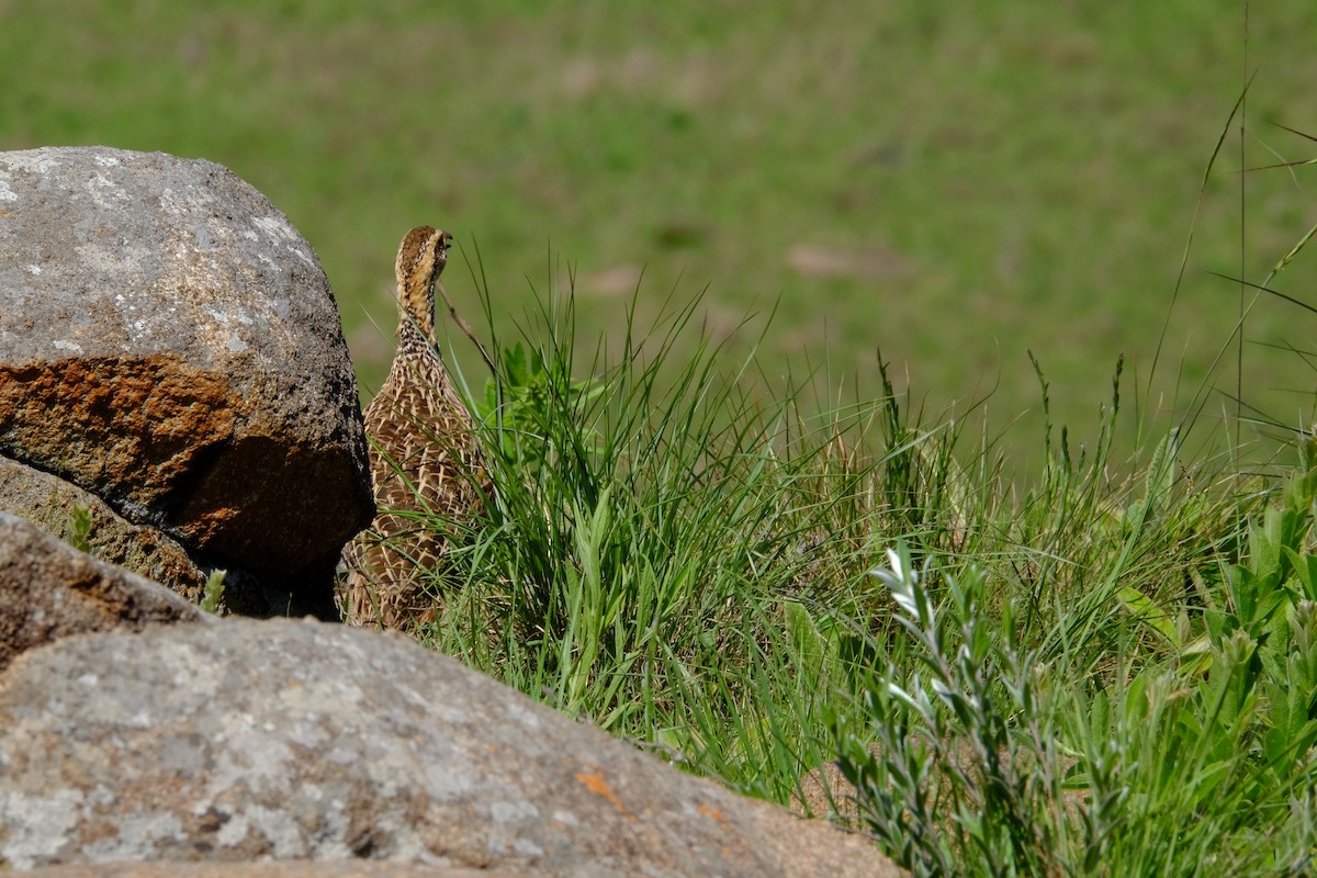 Red-winged Francolin - ML611357635