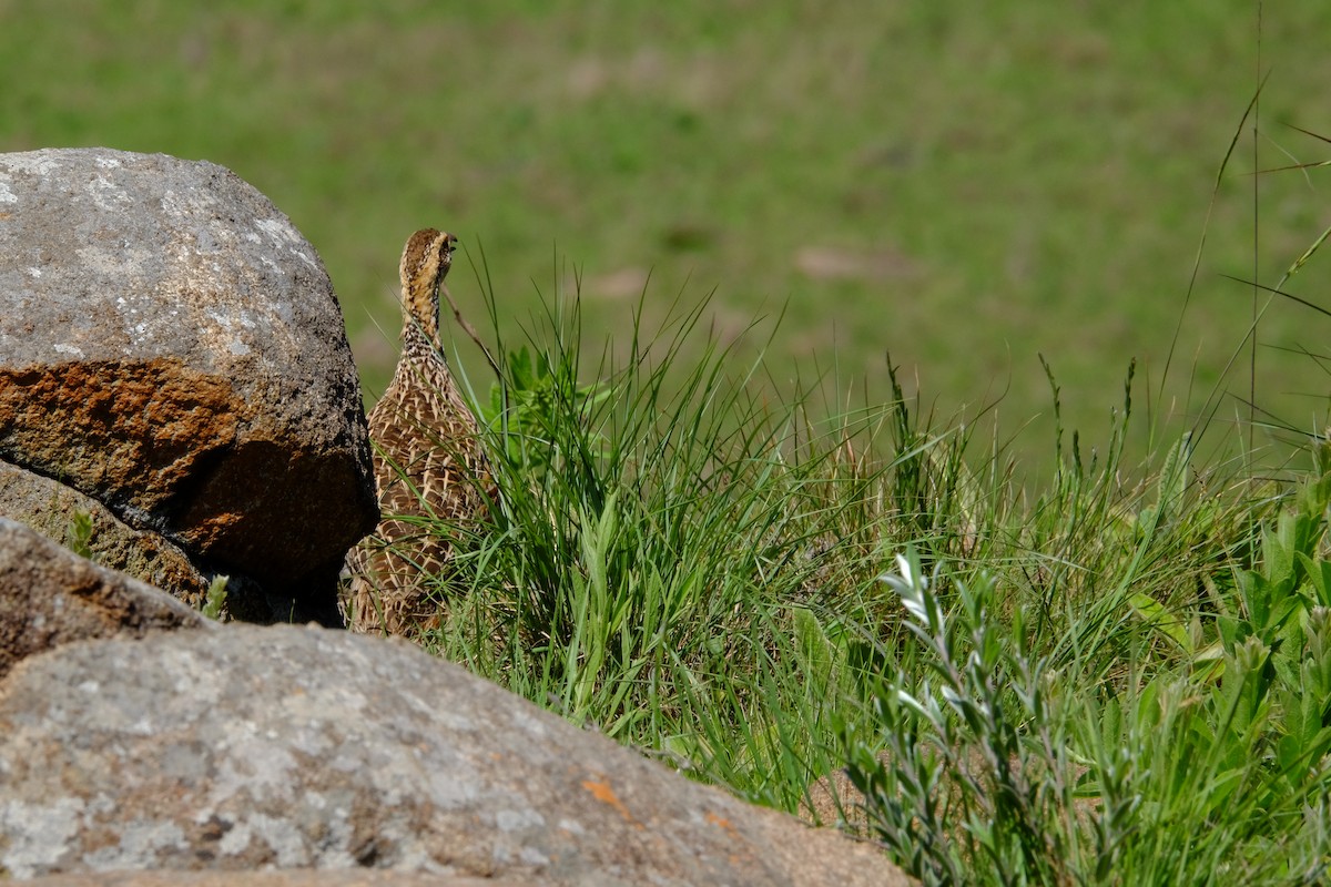 Francolin de Levaillant - ML611357635