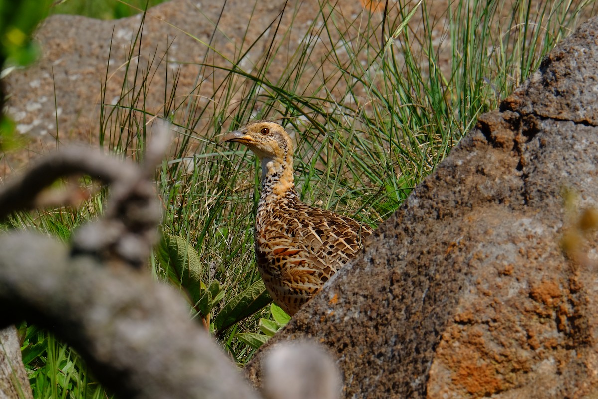 Francolin de Levaillant - ML611357637