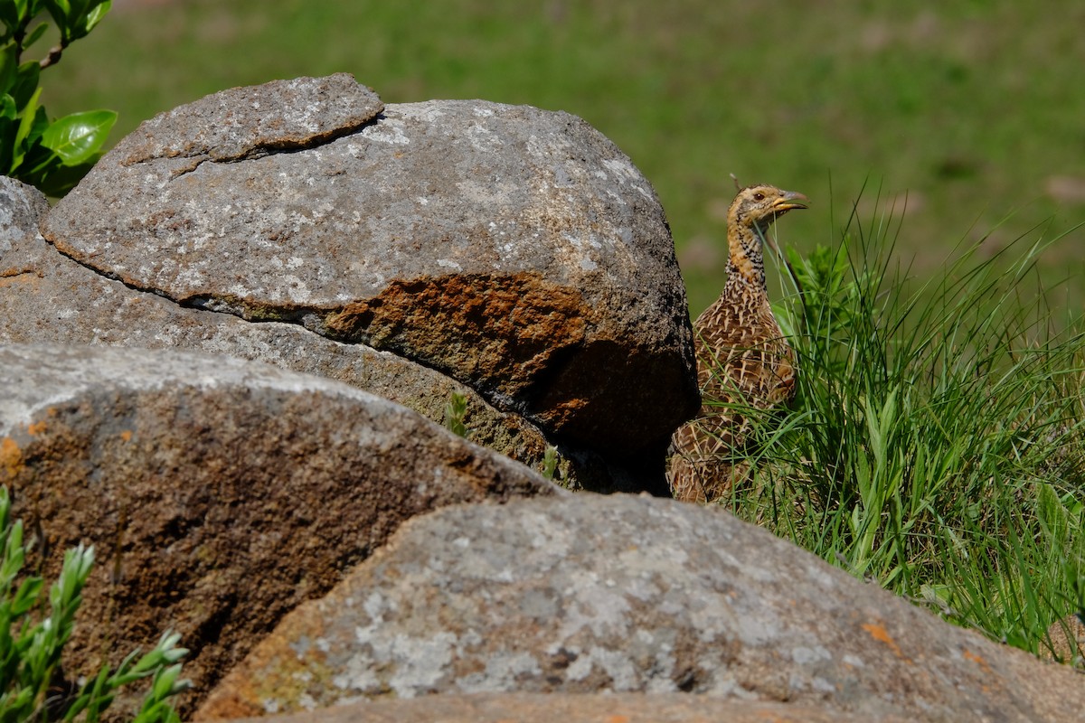 Red-winged Francolin - ML611357639