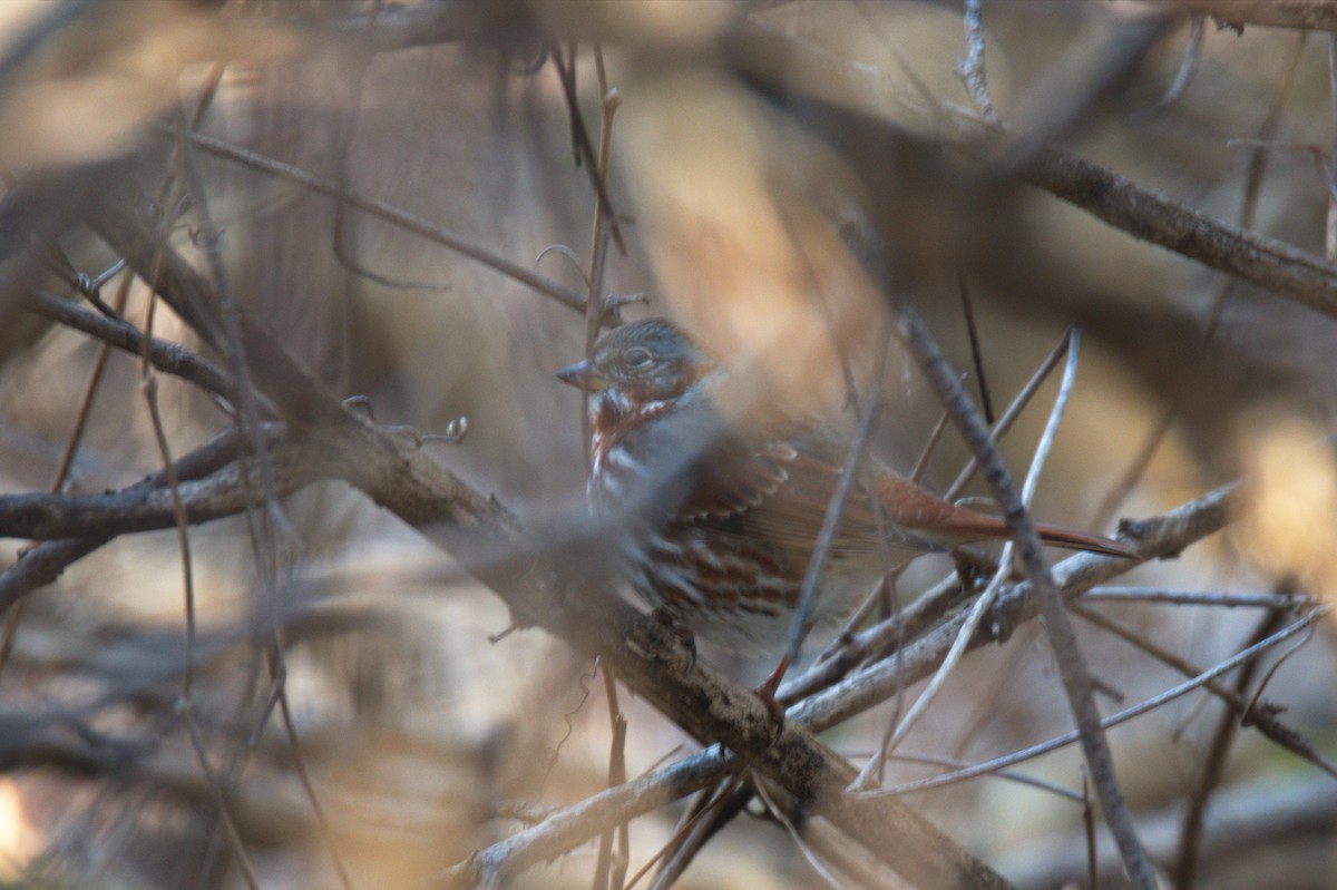 Fox Sparrow (Red) - ML611357649