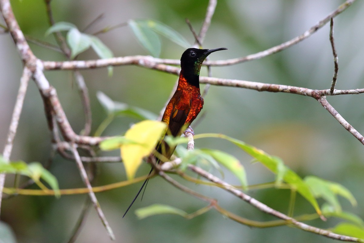 Colibrí Ígneo - ML611357661