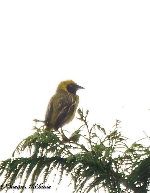 Heuglin's Masked-Weaver - Susan Mac