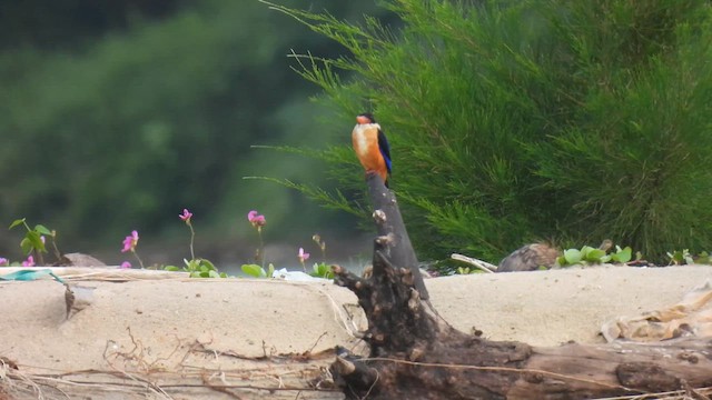 Black-capped Kingfisher - ML611357682