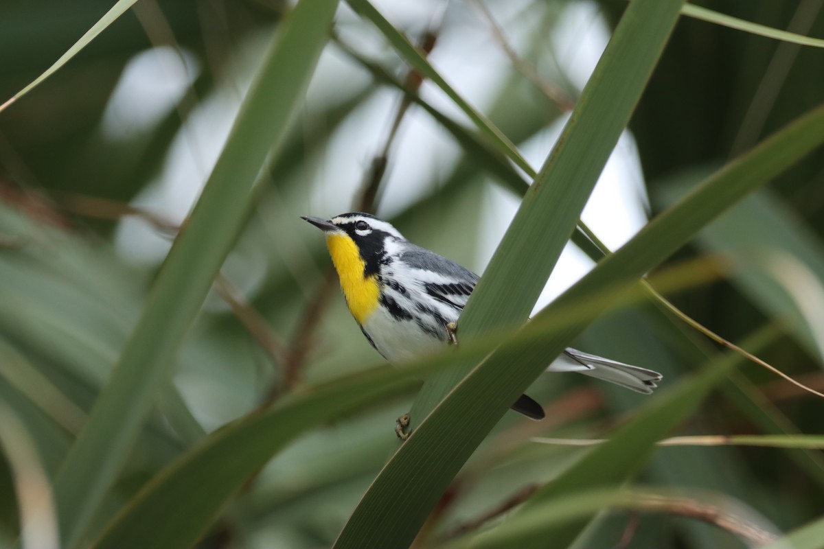 Goldkehl-Waldsänger - ML611357707