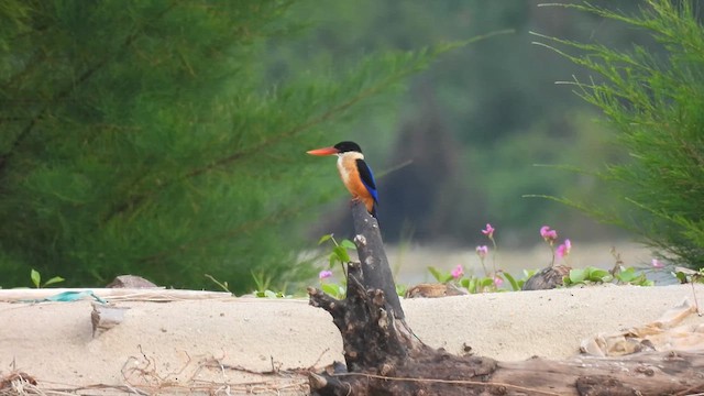 Black-capped Kingfisher - ML611357764