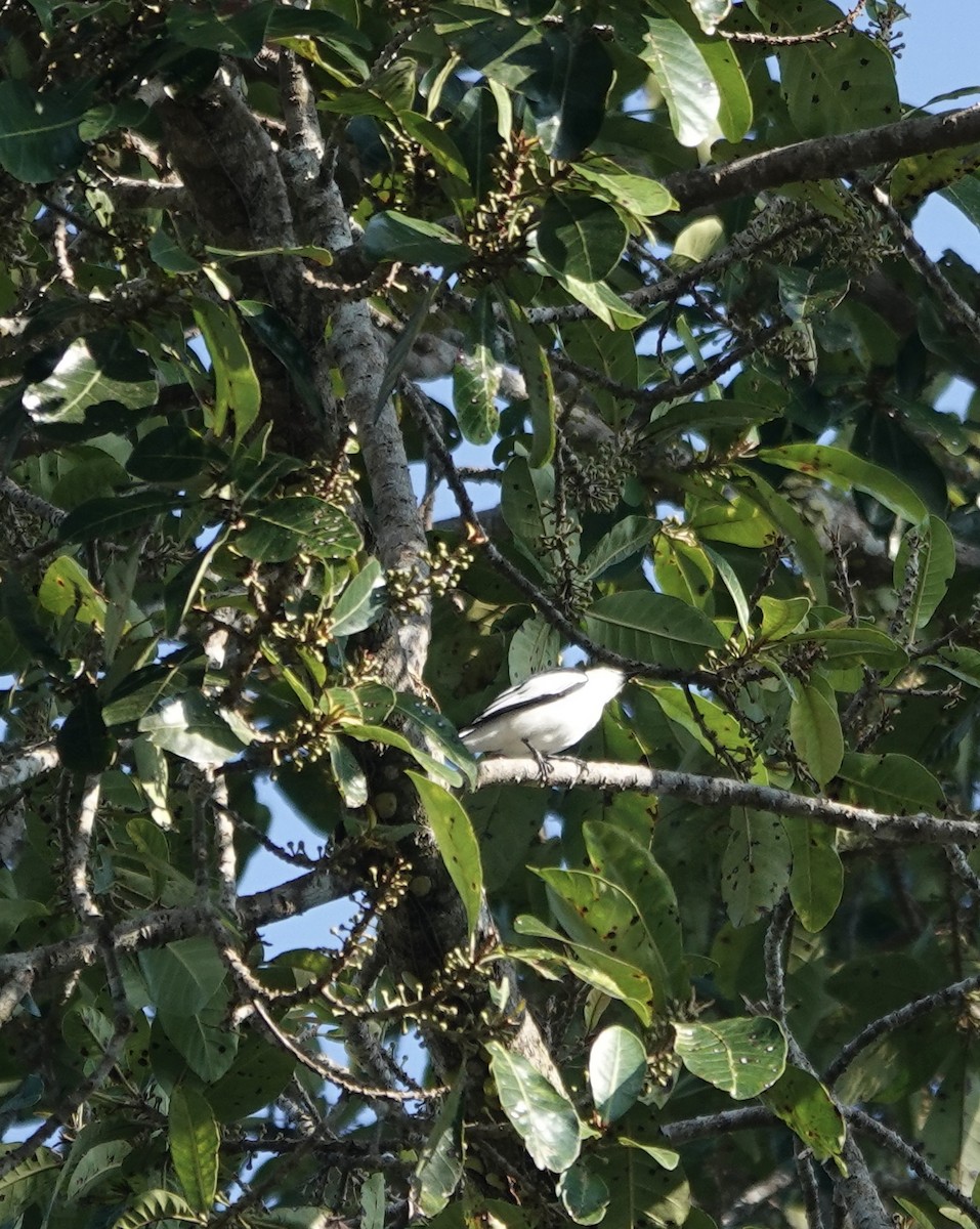 White-rumped Triller - Mark Shorten