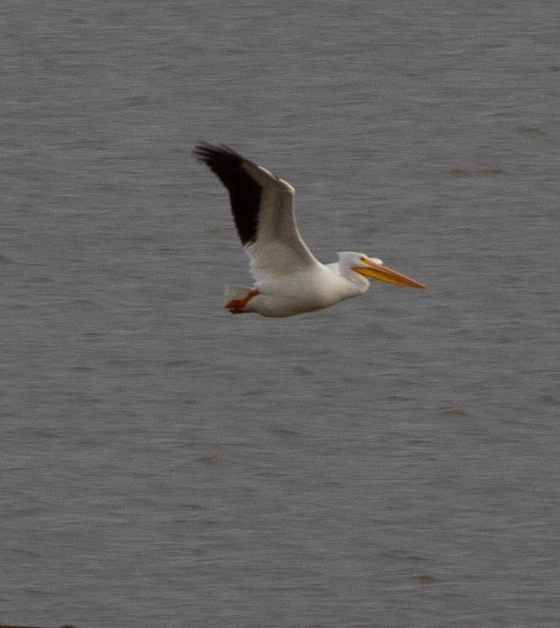 American White Pelican - Roxanna Tessman