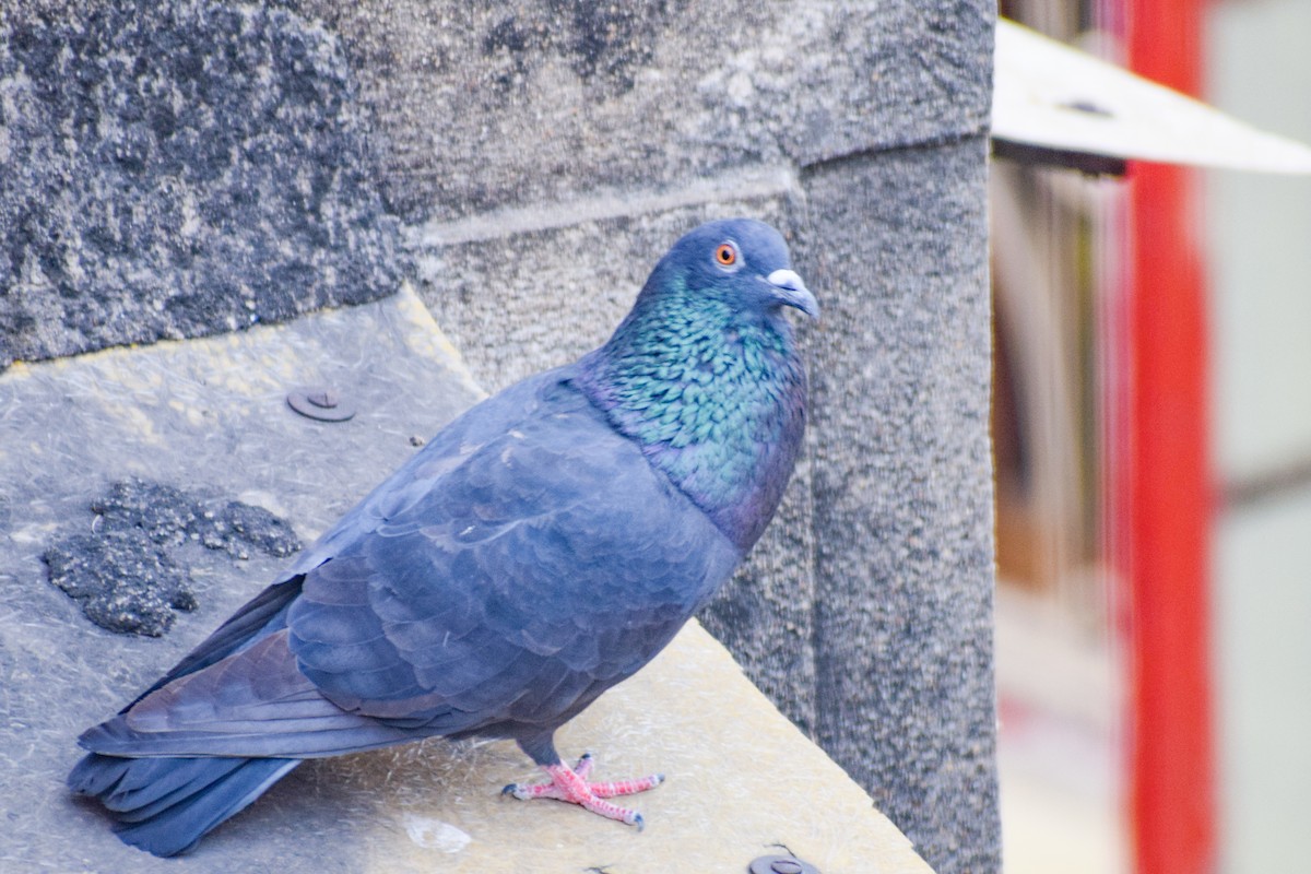 Rock Pigeon (Feral Pigeon) - ML611357856