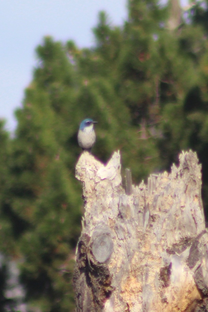 California Scrub-Jay - ML611357888