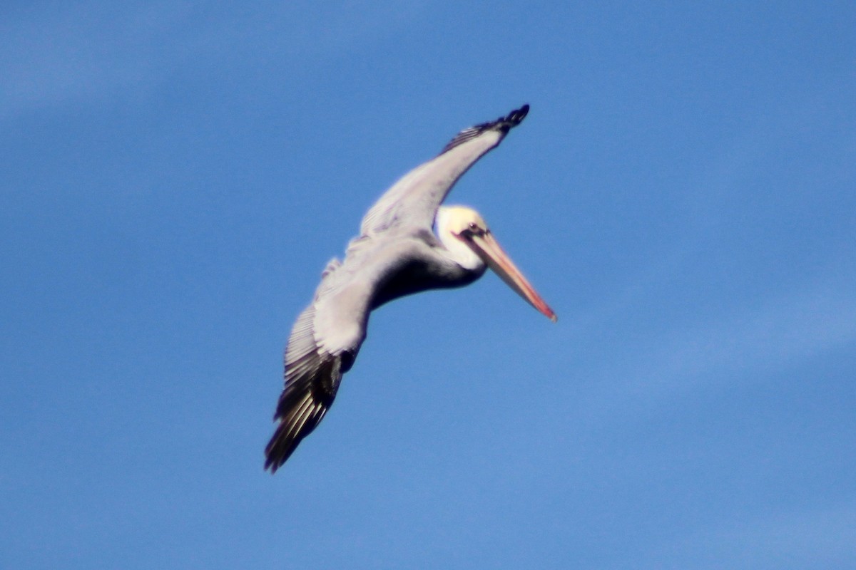 Brown Pelican - ML611357923