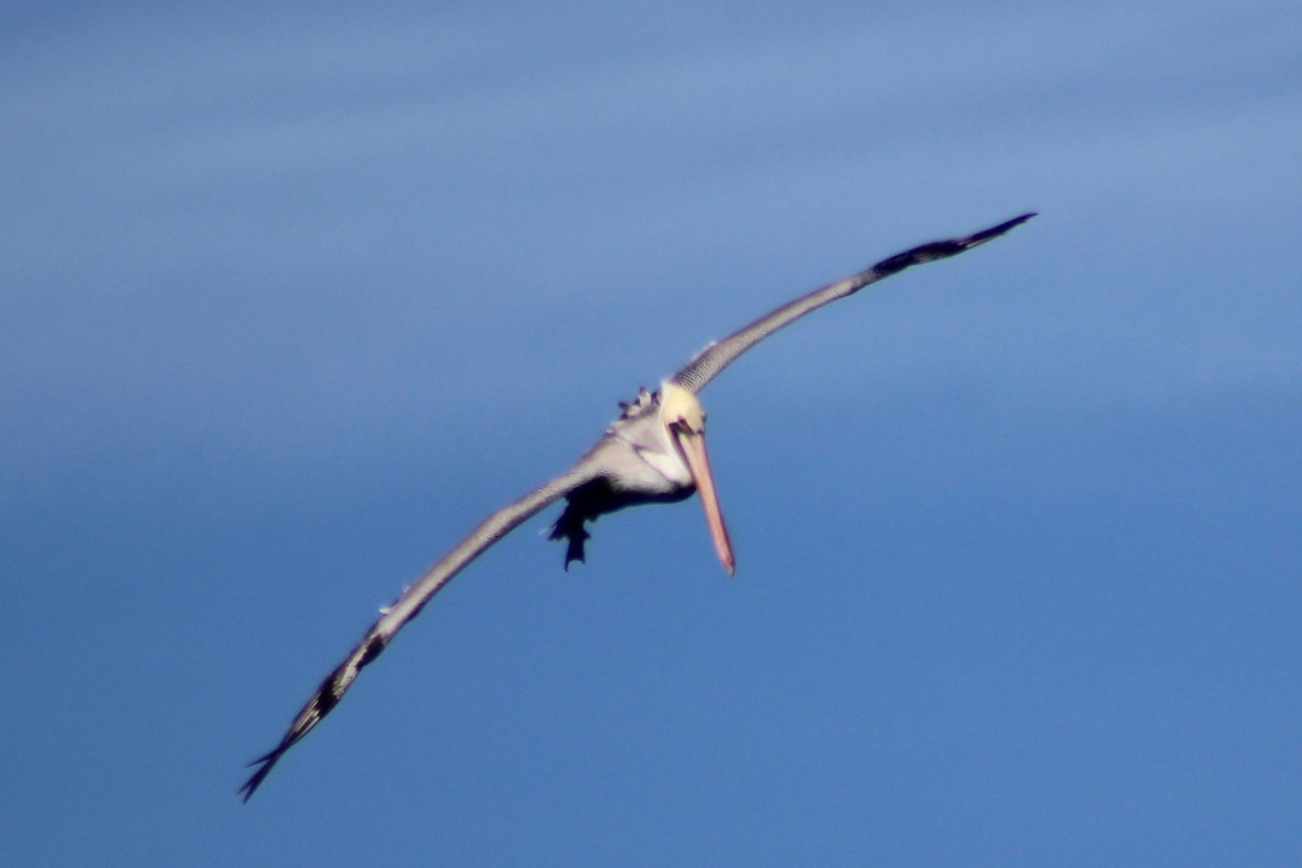 Brown Pelican - ML611357924