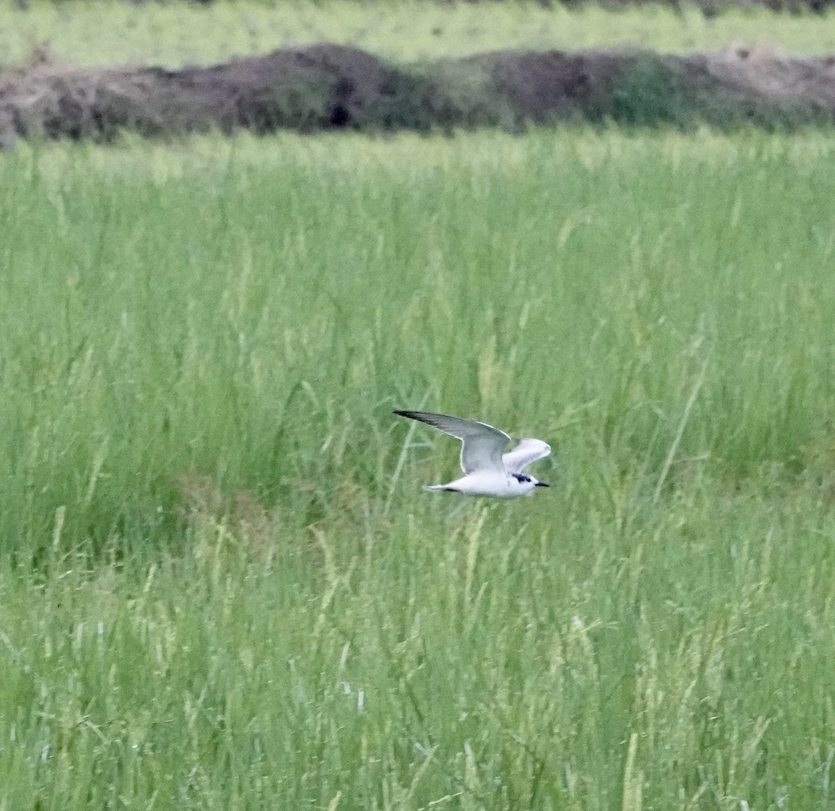 White-winged Tern - ML611358006