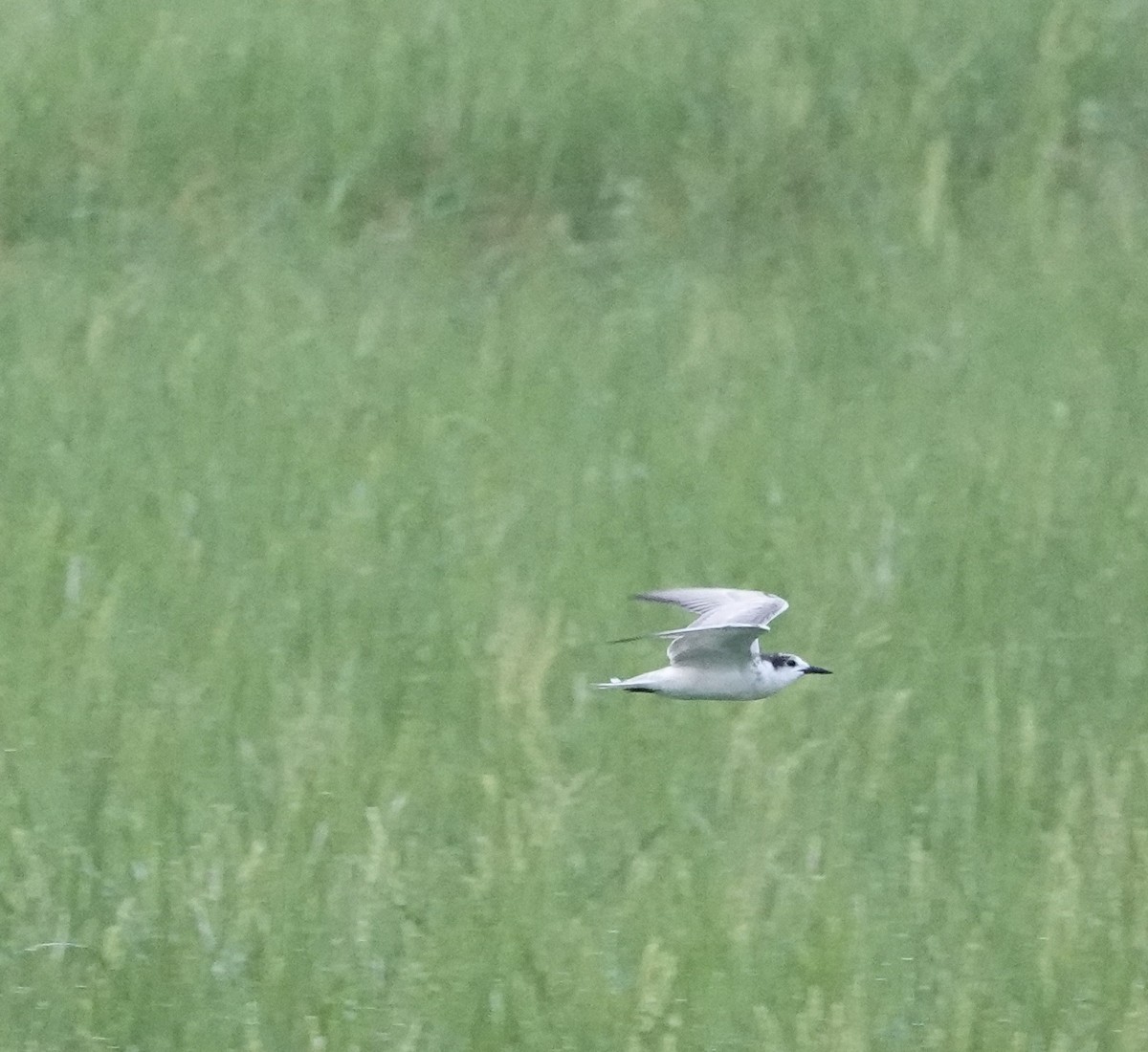 White-winged Tern - ML611358007