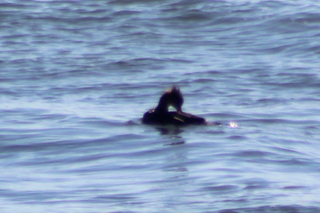 Red-breasted Merganser - ML611358012