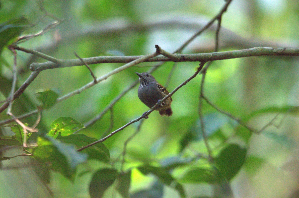 Rio Madeira Stipplethroat - Kenny Uéslei