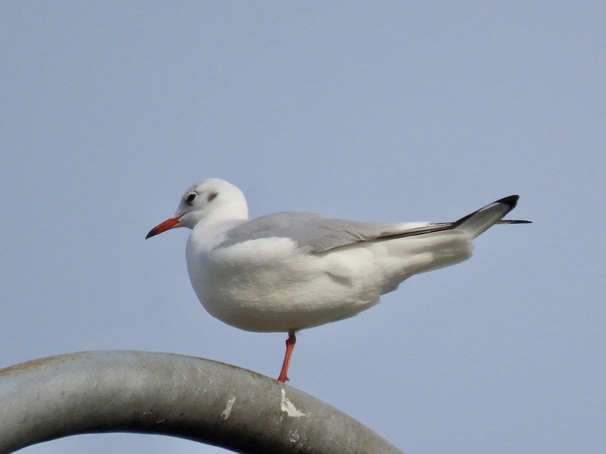 Black-headed Gull - ML611358025