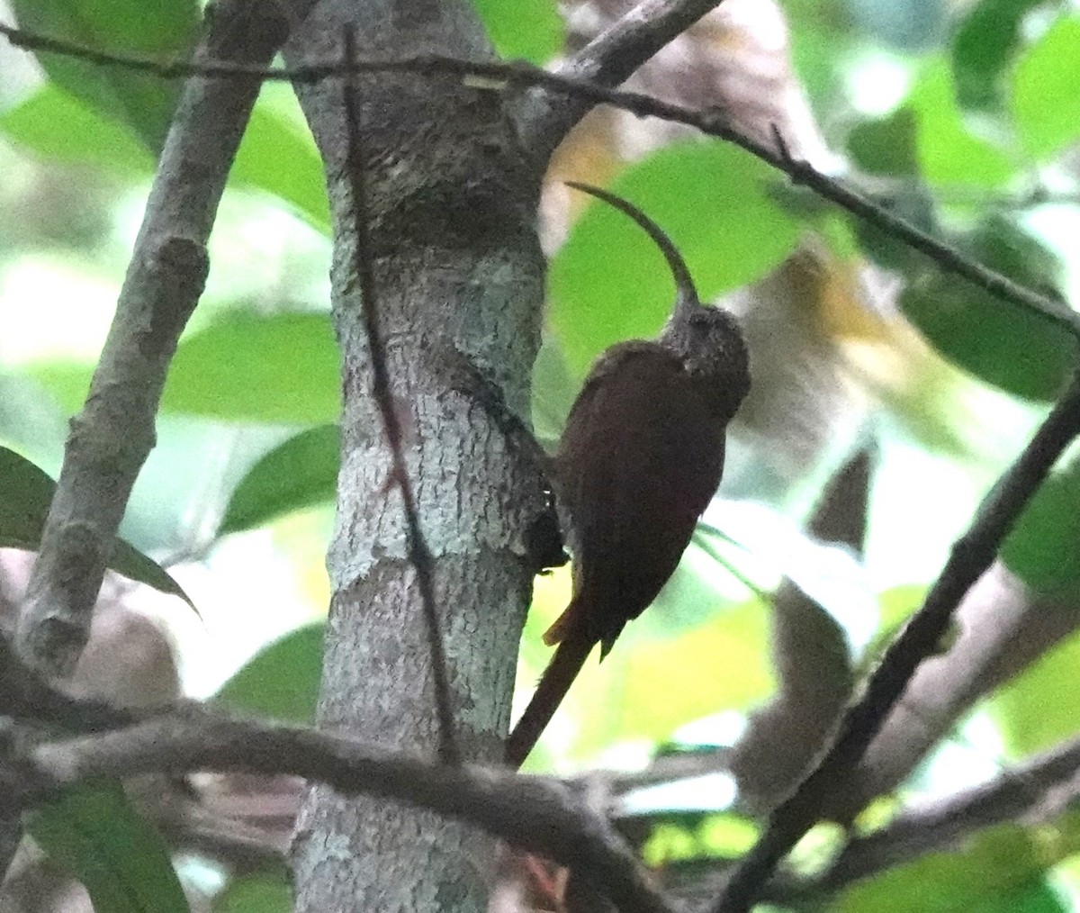 Curve-billed Scythebill (Curve-billed) - ML611358029