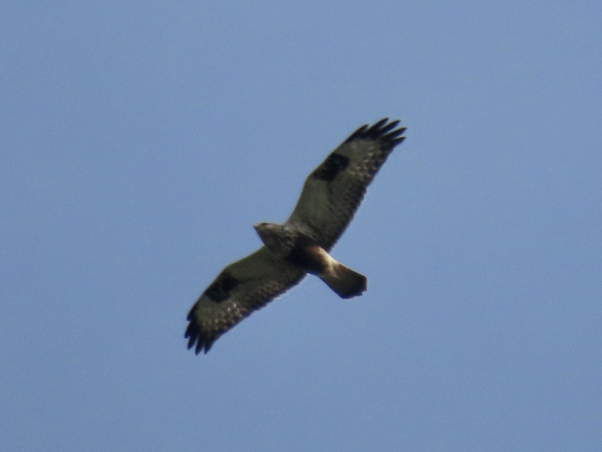 Rough-legged Hawk - Alan  Troyer