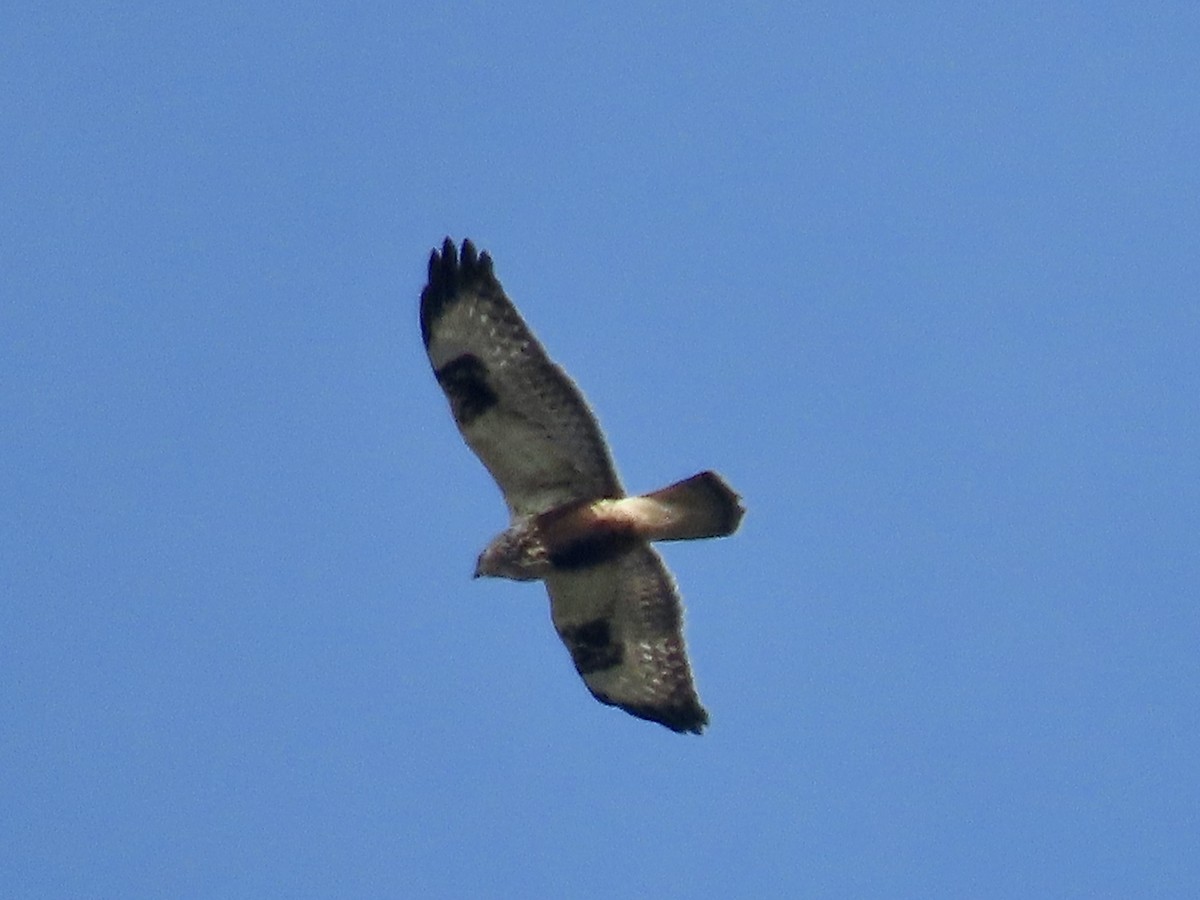 Rough-legged Hawk - ML611358037