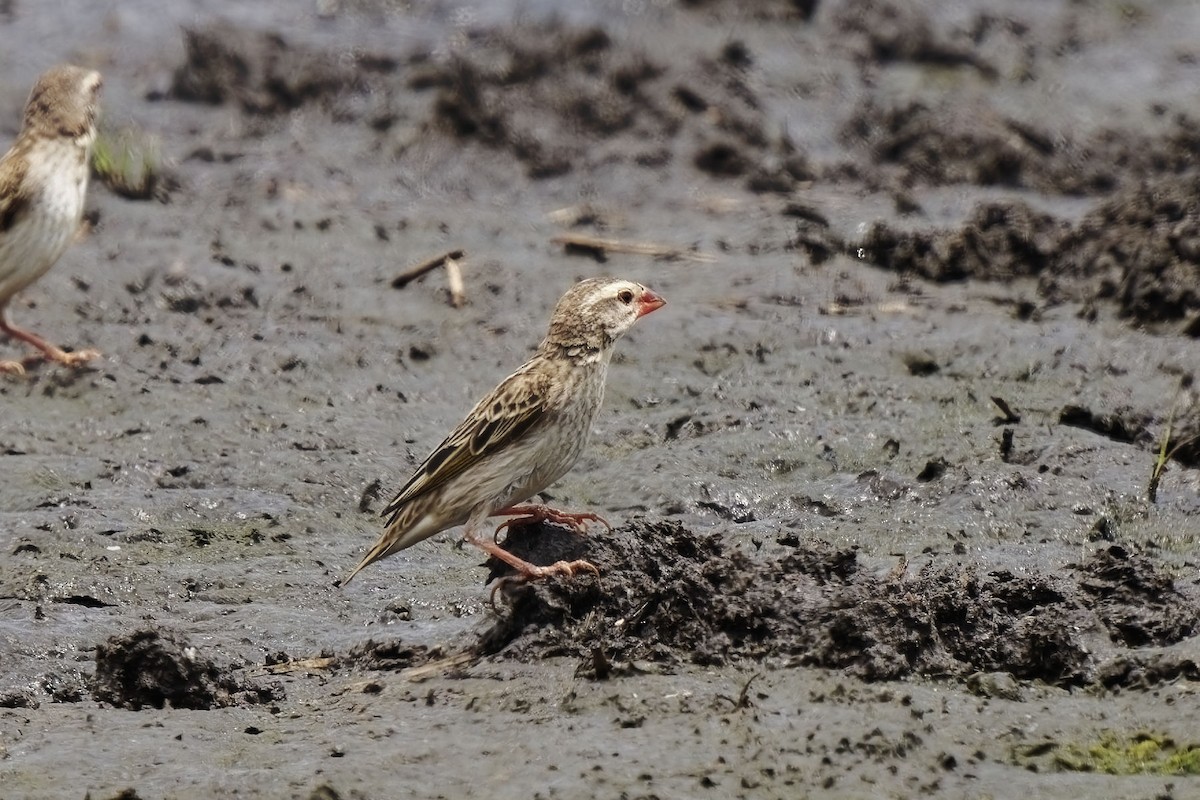 Red-billed Quelea - ML611358039