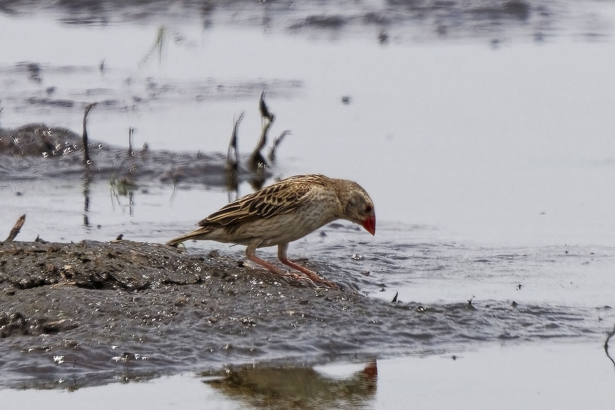 Travailleur à bec rouge - ML611358044