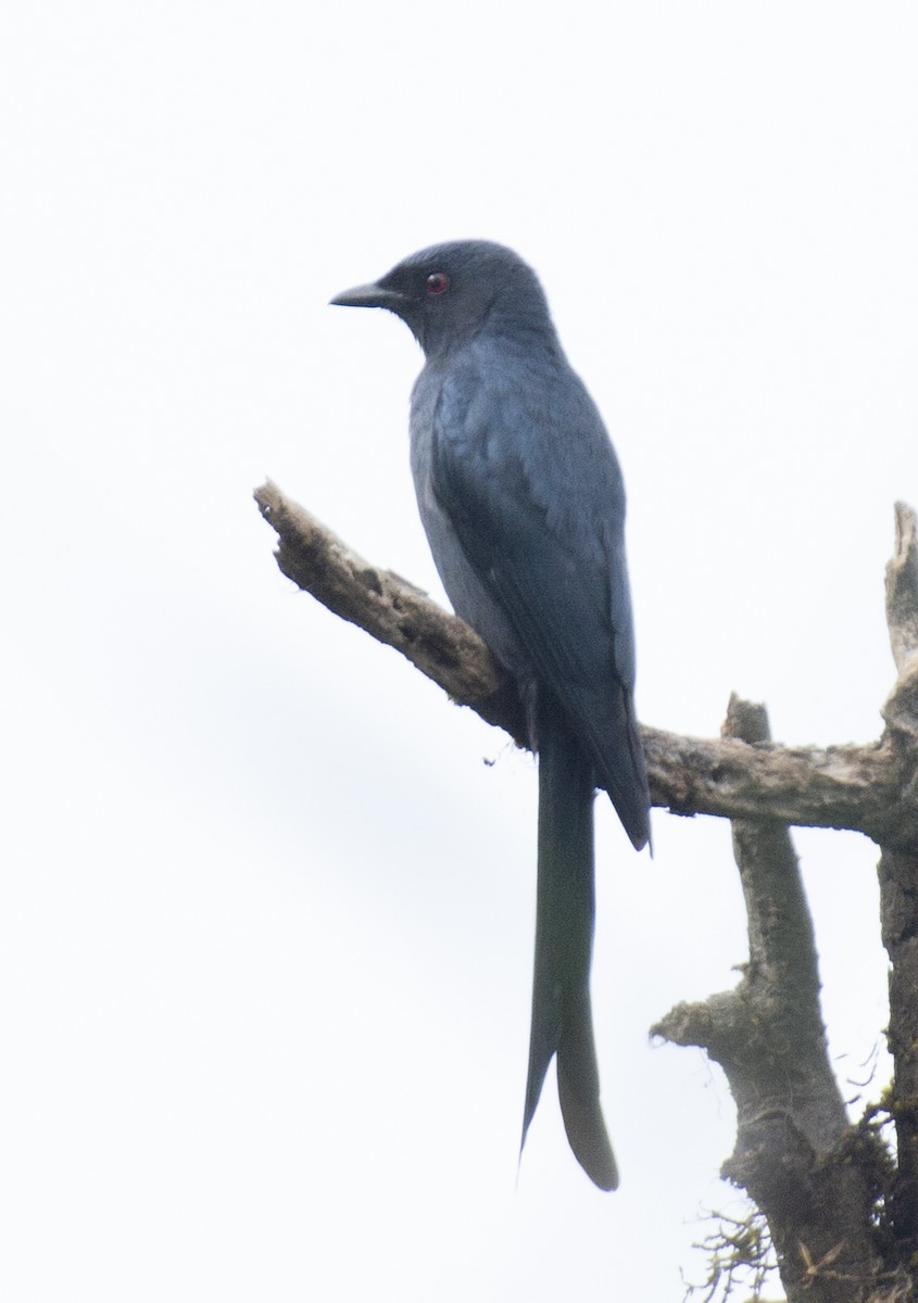 Drongo cendré - ML611358152