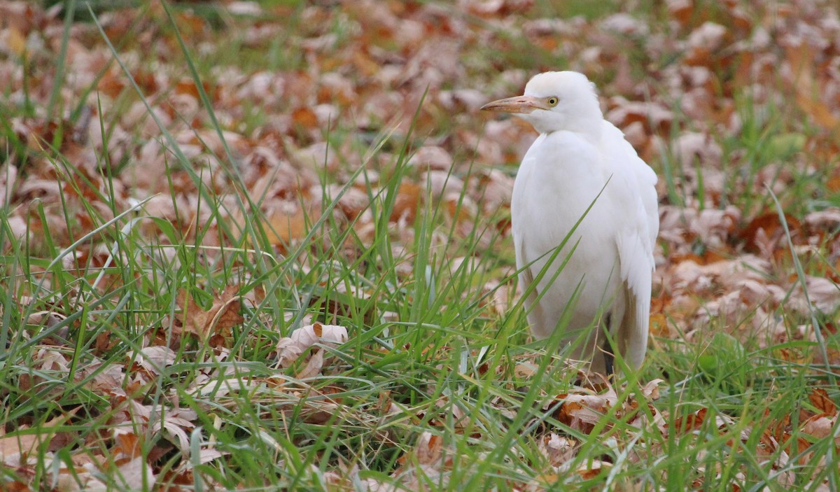 Чапля єгипетська (підвид ibis) - ML611358176