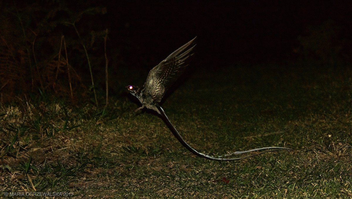 Long-trained Nightjar - Maria Ogrzewalska